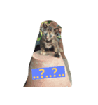 som-sri (Cat)（個別スタンプ：6）