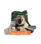 som-sri (Cat)（個別スタンプ：7）