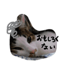 minto,minto（個別スタンプ：4）