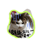 minto,minto（個別スタンプ：7）