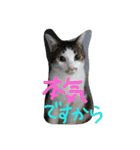 minto,minto（個別スタンプ：14）