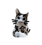 minto,minto（個別スタンプ：20）
