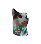 minto,minto（個別スタンプ：23）