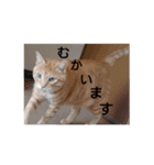cat Ranmaru（個別スタンプ：1）