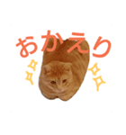 cat Ranmaru（個別スタンプ：2）