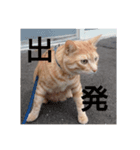 cat Ranmaru（個別スタンプ：4）