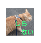 cat Ranmaru（個別スタンプ：5）
