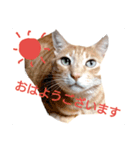 cat Ranmaru（個別スタンプ：6）