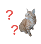 cat Ranmaru（個別スタンプ：7）