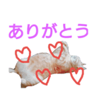 cat Ranmaru（個別スタンプ：8）