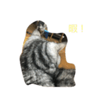 猫ちゃん、たぬ（個別スタンプ：3）