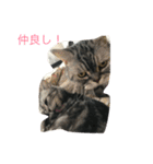 猫ちゃん、たぬ（個別スタンプ：4）
