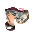 猫ちゃん、たぬ（個別スタンプ：5）