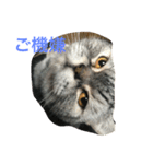 猫ちゃん、たぬ（個別スタンプ：6）