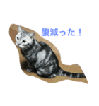 猫ちゃん、たぬ（個別スタンプ：8）