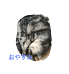 猫ちゃん、たぬ（個別スタンプ：10）