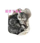 猫ちゃん、たぬ（個別スタンプ：11）