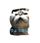 猫ちゃん、たぬ（個別スタンプ：12）