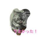 猫ちゃん、たぬ（個別スタンプ：13）