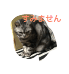 猫ちゃん、たぬ（個別スタンプ：15）