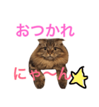 自由な猫！ビビ！（個別スタンプ：5）