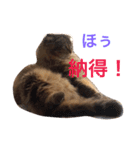 自由な猫！ビビ！（個別スタンプ：7）