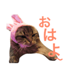 自由な猫！ビビ！（個別スタンプ：9）