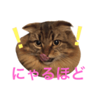 自由な猫！ビビ！（個別スタンプ：12）