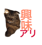 自由な猫！ビビ！（個別スタンプ：16）