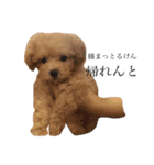 CUTE DOG   -nacchan！-（個別スタンプ：1）