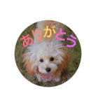 CUTE DOG   -nacchan！-（個別スタンプ：2）