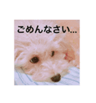 CUTE DOG   -nacchan！-（個別スタンプ：3）