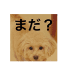 CUTE DOG   -nacchan！-（個別スタンプ：5）