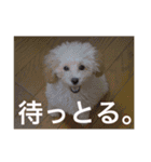 CUTE DOG   -nacchan！-（個別スタンプ：6）