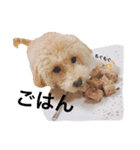 CUTE DOG   -nacchan！-（個別スタンプ：8）