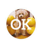 CUTE DOG   -nacchan！-（個別スタンプ：11）