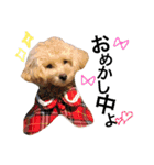 CUTE DOG   -nacchan！-（個別スタンプ：13）