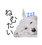 CUTE DOG   -nacchan！-（個別スタンプ：14）