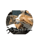 そらゆう（個別スタンプ：5）