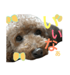 ももちゃちゃ（個別スタンプ：1）