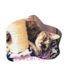 猫ちゃんの日々（個別スタンプ：4）