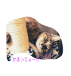 猫ちゃんの日々（個別スタンプ：7）