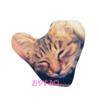 猫ちゃんの日々（個別スタンプ：8）