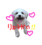 りゅうちぇるの毎日（個別スタンプ：1）