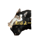 仔猫の暮らし（個別スタンプ：1）