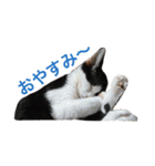 仔猫の暮らし（個別スタンプ：2）