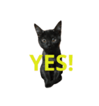 仔猫の暮らし（個別スタンプ：3）