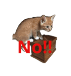 仔猫の暮らし（個別スタンプ：4）