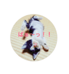 仔猫の暮らし（個別スタンプ：8）