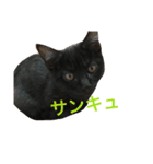 仔猫の暮らし（個別スタンプ：9）